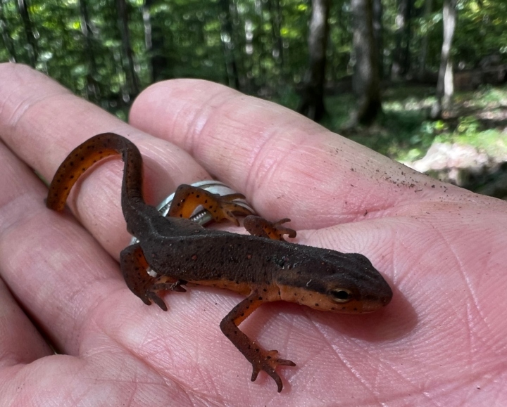 Central Newt